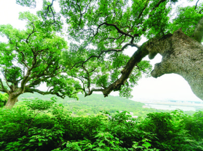 大樟樹||Camphor Trees